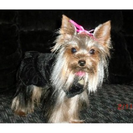 free yorkies michigan priceless yorkie puppy terrier breeder in jackson michigan free yorkies michigan priceless yorkie puppy terrier breeder in jackson michigan