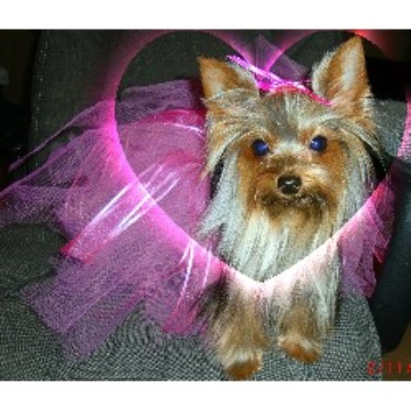 free yorkies michigan priceless yorkie puppy terrier breeder in jackson michigan free yorkies michigan priceless yorkie puppy terrier breeder in jackson michigan