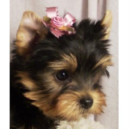 free yorkies michigan priceless yorkie puppy terrier breeder in jackson michigan free yorkies michigan priceless yorkie puppy terrier breeder in jackson michigan