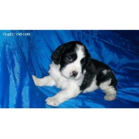 English Springer Spaniel Breeder in Pearblossom, California