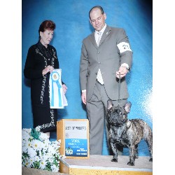 French Bulldog Stud in New York