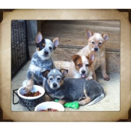 blue heeler puppies for sale in va australian cattle blue heeler heeler breeders in alabama breeds picture blue heeler puppies for sale in va australian cattle blue heeler heeler breeders in alabama breeds picture