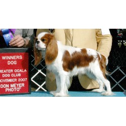 Cavalier King Charles Spaniel Stud in Texas