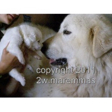 Great Pyrenees Breeder in Bellville, Texas
