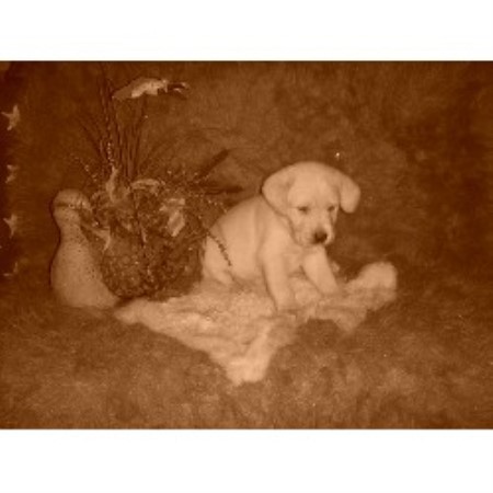 Labrador Retriever Breeder in Caddo Mills, Texas
