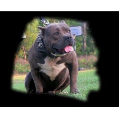 Bully Dog Shows In Louisiana Bully Dog Shows In Louisiana