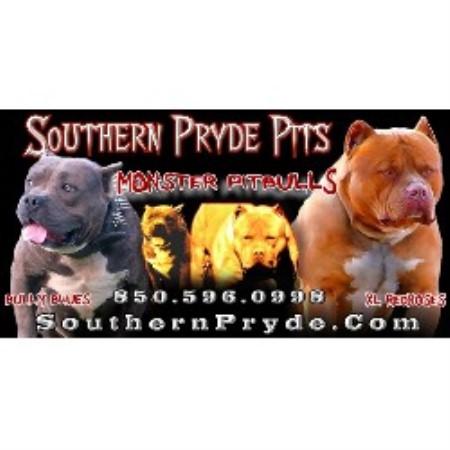 American Pit Bull Terrier Breeder in Panama City, Florida