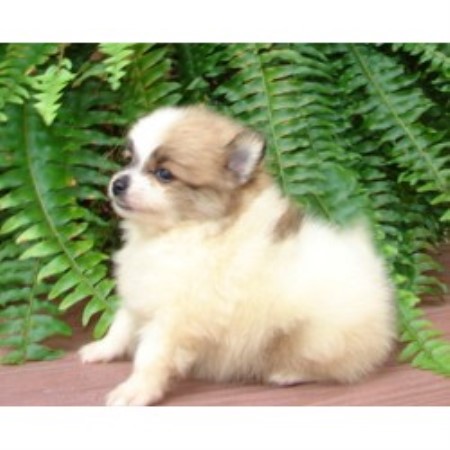 pomeranian breeders indiana poodles poms n more llc pomeranian breeder in syracuse indiana pomeranian breeders indiana poodles poms n more llc pomeranian breeder in syracuse indiana