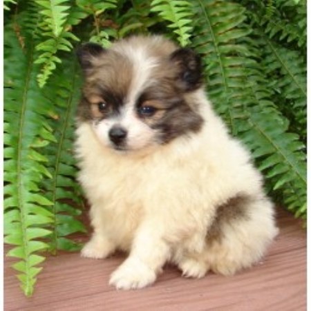 pomeranian rescue indiana pomeranian breeders in indiana freedoglistings pomeranian rescue indiana pomeranian breeders in indiana freedoglistings