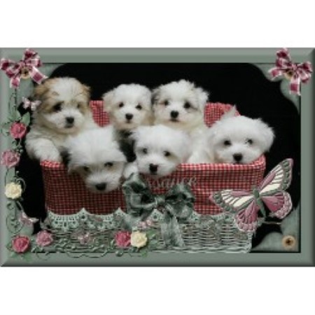 free puppies in ct adopt coton de tulear breeders in connecticut freedoglistings free puppies in ct adopt coton de tulear breeders in connecticut freedoglistings