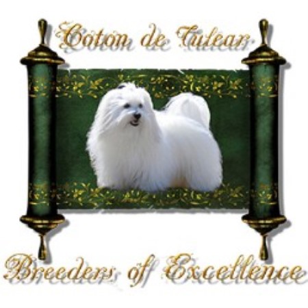 Coton De Tulear Breeder in Orange, Connecticut