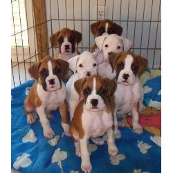 Boxer Breeder in Sturgeon Bay, Wisconsin