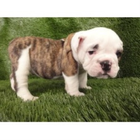 English Bulldog Breeder in Miami, Florida