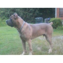 Cane Corso Stud in Georgia