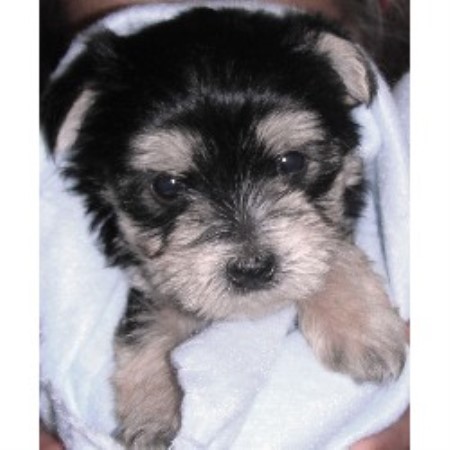 Maltese Breeder in Holdrege, Nebraska