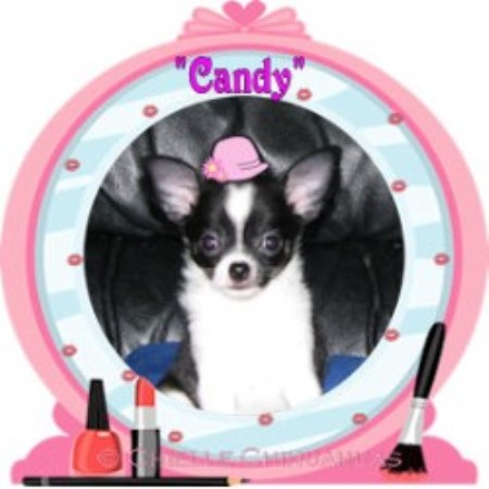 Chihuahua Breeder in Fallbrook, California