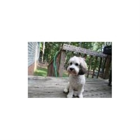 Cockapoo Breeder in Mccormick, South Carolina