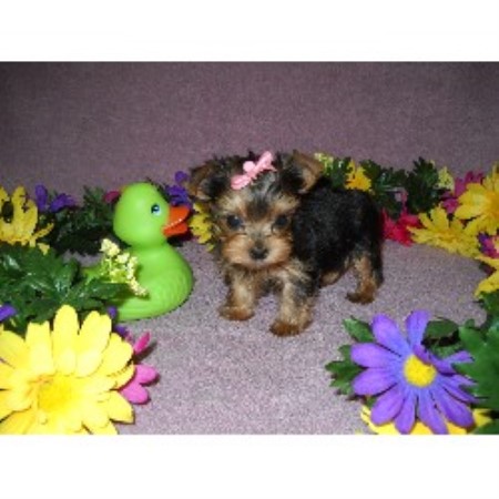 yorkie rescue northern virginia terrier mystical terriers virginia breeds picture yorkie rescue northern virginia terrier mystical terriers virginia breeds picture