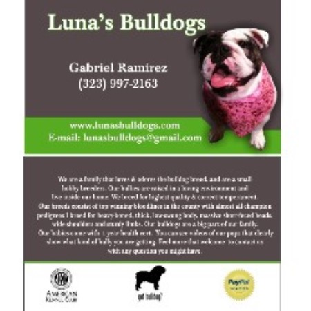 English Bulldog Breeder in South Gate, California