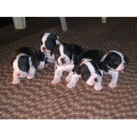 puppy finder va west virginia breeders breeder directory upcomingcarshq puppy finder va west virginia breeders breeder directory upcomingcarshq