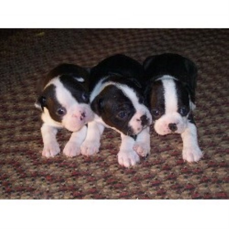 boston terrier puppies virginia boston terrier breeder in frametown west virginia listing id 17215 boston terrier puppies virginia boston terrier breeder in frametown west virginia listing id 17215
