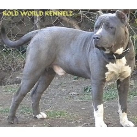 American Pit Bull Terrier Breeder in Detroit, Michigan
