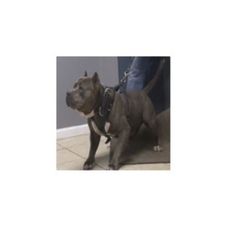 pitbull puppies for sale in nh elite k 9 american pit bull terrier breeder in sandown new hshire listing id pitbull puppies for sale in nh elite k 9 american pit bull terrier breeder in sandown new hshire listing id