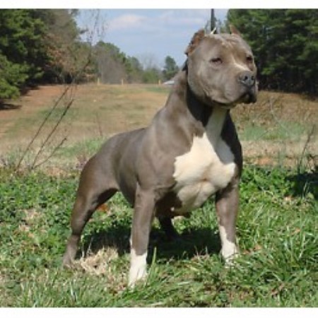 pitbull puppies for sale in nh elite k 9 american pit bull terrier breeder in sandown new hshire listing id pitbull puppies for sale in nh elite k 9 american pit bull terrier breeder in sandown new hshire listing id