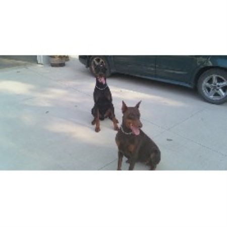 Doberman Pinscher Breeder in Findlay, Ohio