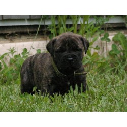 Bullmastiff Breeder in Montreal, Quebec