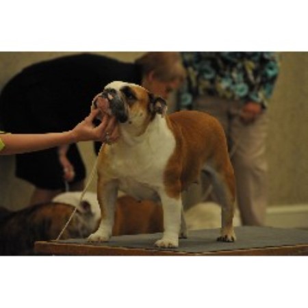 English Bulldog Breeder in Arlington, Texas