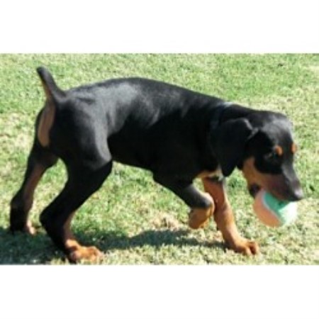 San Tan Valley Dog Rescue San Tan Valley Dog Rescue