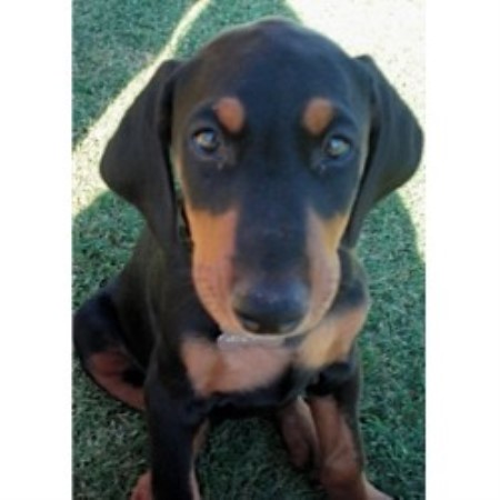 doberman puppies az doberman pinscher breeders in ontario freedoglistings breeds picture doberman puppies az doberman pinscher breeders in ontario freedoglistings breeds picture