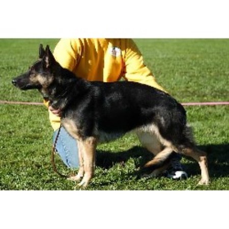 free puppies in cleveland ohio locherie shepherds german shepherd breeder in cleveland ohio listing id 17283 free puppies in cleveland ohio locherie shepherds german shepherd breeder in cleveland ohio listing id 17283