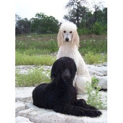 Poodle Standard Breeder in Corpus Christi, Texas