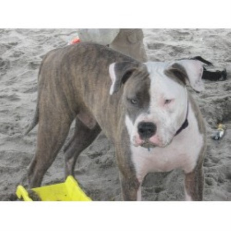 American Bulldog Breeder in Sandy, Oregon