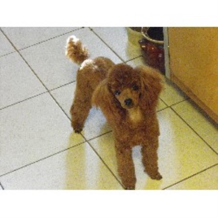 Poodle Toy Breeder in Orion, Michigan