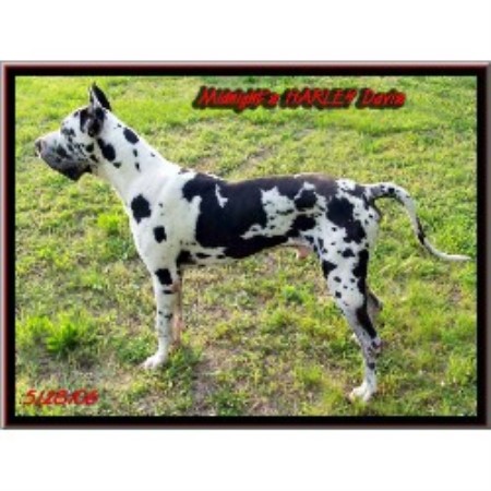 Great Dane Breeder in Mt Julit, Tennessee