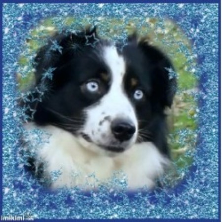 Miniature Australian Shepherd Breeder in Sidney Center, New York