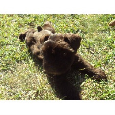 Miniature Schnauzer Breeder in Troy, Alabama