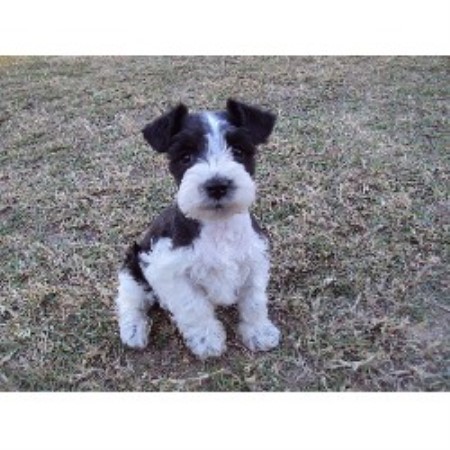 schnauzer puppies for sale in alabama s pered pooches miniature schnauzer breeder in troy alabama listing id 17317 schnauzer puppies for sale in alabama s pered pooches miniature schnauzer breeder in troy alabama listing id 17317