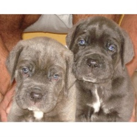 free puppies raleigh nc keeper corso corso breeder in raleigh carolina free puppies raleigh nc keeper corso corso breeder in raleigh carolina