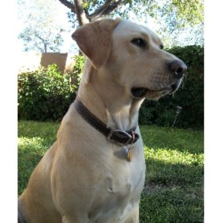 Labrador Retriever Breeder in Albuquerque, New Mexico