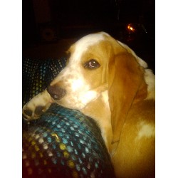 Basset Hound Stud in Texas