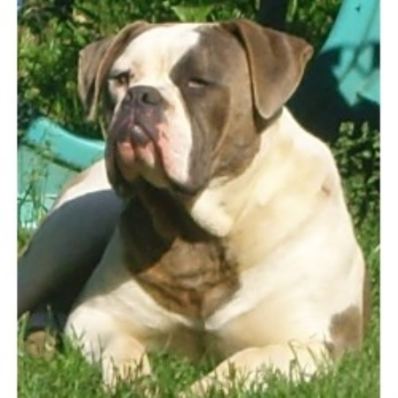 american bulldog puppies ohio hogs bulldogs american bulldog breeder in medway ohio listing id 17325 american bulldog puppies ohio hogs bulldogs american bulldog breeder in medway ohio listing id 17325