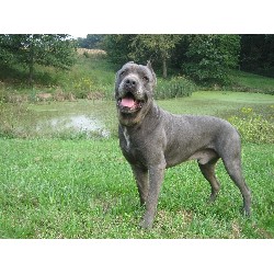 Cane Corso Stud in Illinois