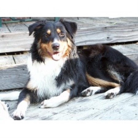 English Shepherd Breeder in Indianapolis, Indiana