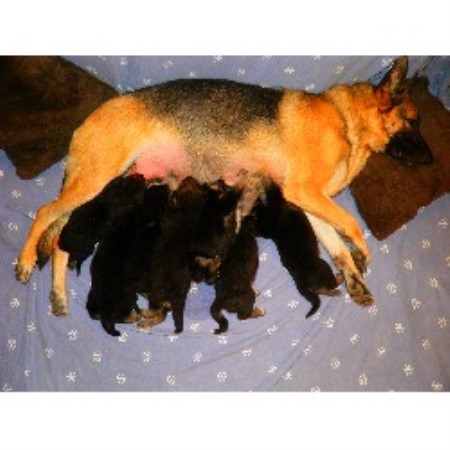 German Shepherd Dog Breeder in Imperial, Missouri