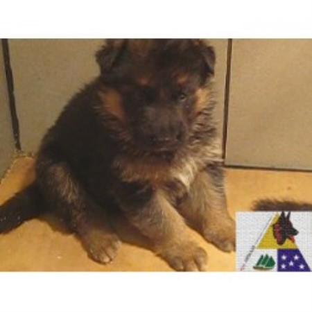 German Shepherd Dog Breeder in Bothell, Washington