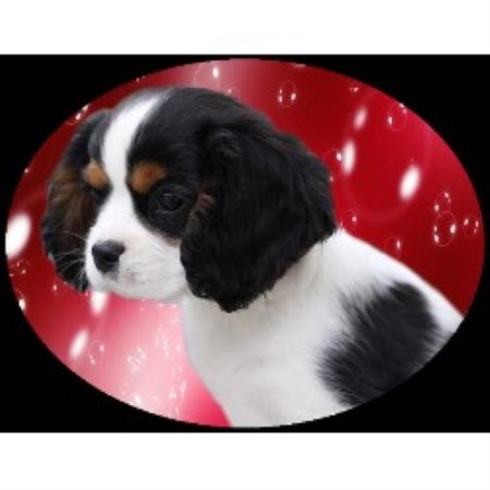 rescue kentucky cavalier king charles spaniel breeders in kentucky freedoglistings rescue kentucky cavalier king charles spaniel breeders in kentucky freedoglistings